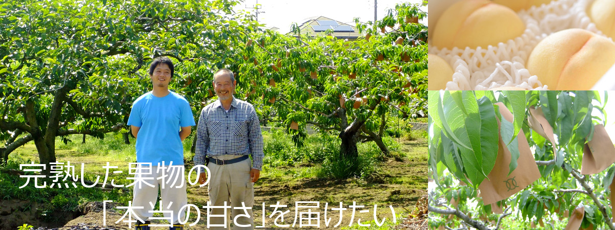 フルーツタカハシの果樹園、袋がけされた果物の様子。新種の桃「真白姫」