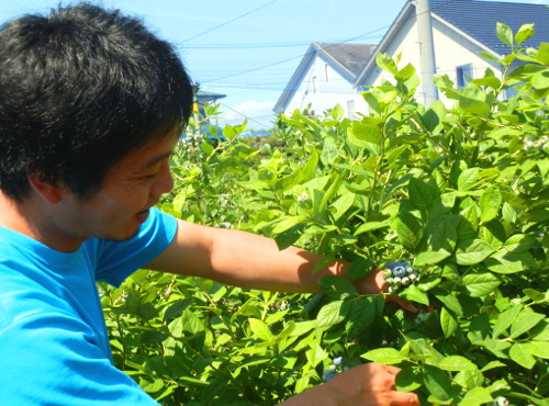 果樹園で作業する高橋亮仁さん